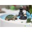 Mini Garden Turtle Action Figures Toy 3Pcs Set