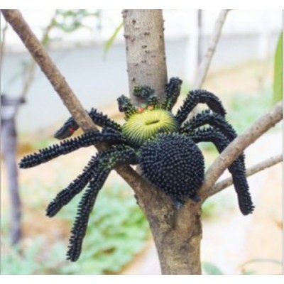http://www.orientmoon.com/63688-thickbox/rubber-spider-pattern-prank-toy.jpg