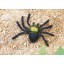 Rubber Spider Pattern Prank Toy