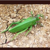 Wholesale - Rubber Locust Prank Toy