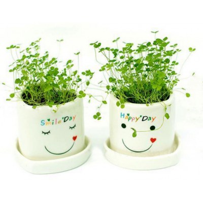 http://www.orientmoon.com/63748-thickbox/diy-mini-green-plant-ceramic-stand-pattern-plant.jpg