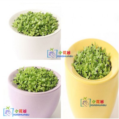 http://www.orientmoon.com/63783-thickbox/diy-mini-green-plant-ceramic-stand-pattern-plant.jpg