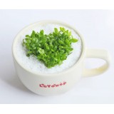 Wholesale - Vogue Horticulture DIY Mini Green Plant Cup Ceramic Stand Pattern Plant 