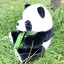 Lovely Panda Plush Toy 25*20CM