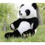 Cute Panda Plush Toy 30cm/12inch