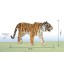 Land Animals Imitate Toys Stimulation Models -- Tiger S14369