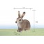 Land Animals Imitate Toys Stimulation Models -- Hare S14631