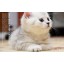 Fat Cat Cat Teaser Cat Toy Pet Toy -- Long Leg Mouse