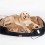 Cute Dog Bed Soft and Machine Washable Large Size for Large Pet 90cm/35inch