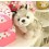 Wholesale - Husky Dog Plush Toy Imitate Toy 23cm/9inch