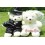 Lovely Romantic Couple Bears Wedding Dress Style PP Cotton Stuffed Lint Toys 2PCS